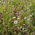 Wiese mit heimischen Wildblumen